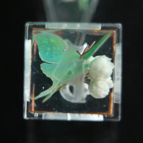 Fate and Fortune Fate and Fortune